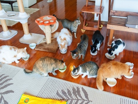 写真：お店の猫たちの食事風景