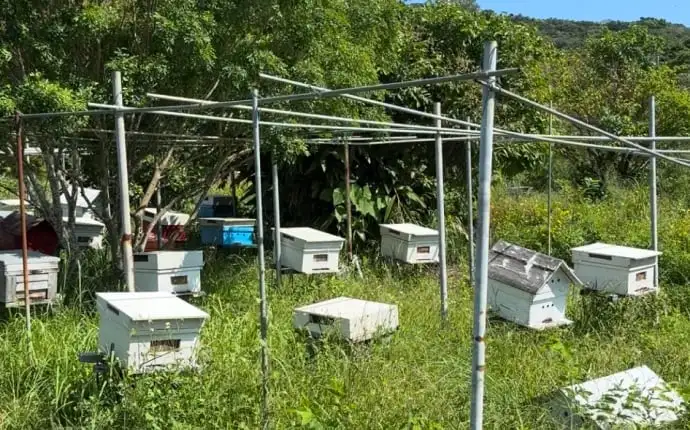 たまぐすくのハーブ畑で養蜂見学・体験